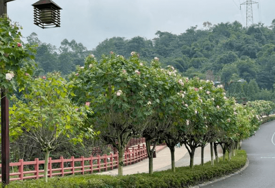 易景通景区票务系统和嘉州绿心公园达成合作
